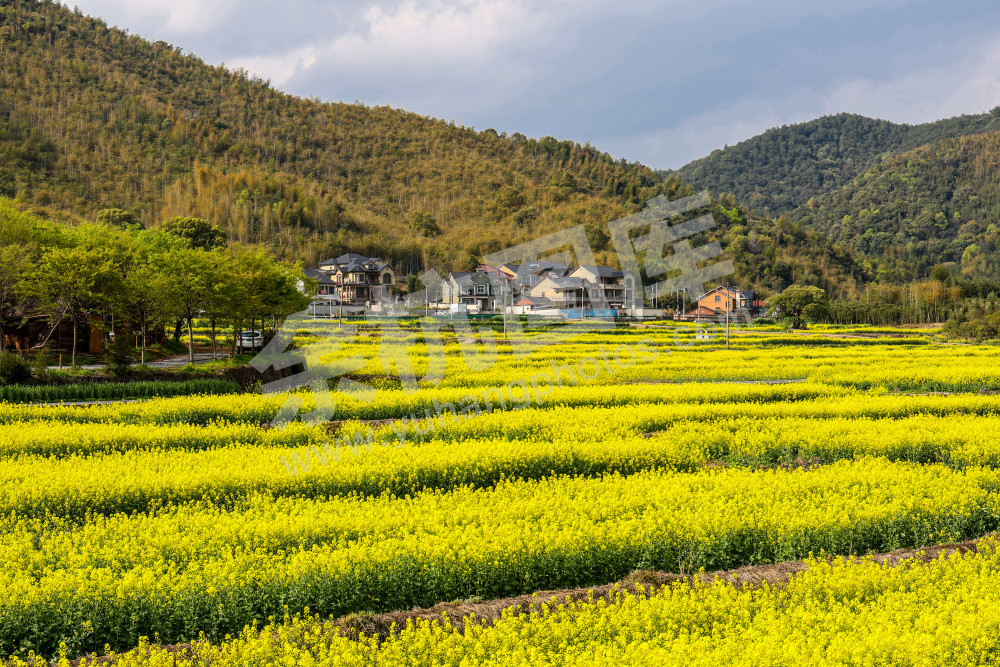 奇鹤村油菜花