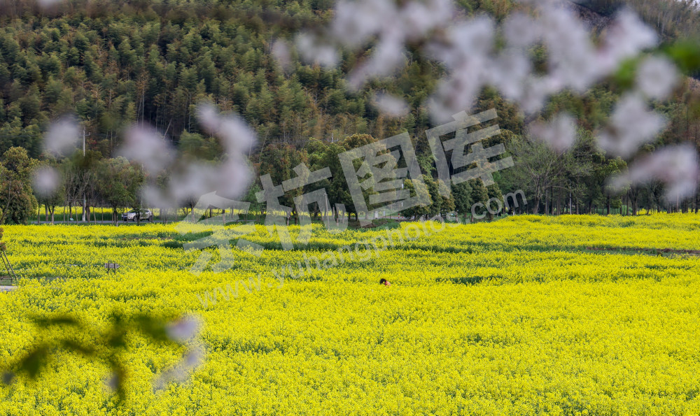 奇鹤村油菜花