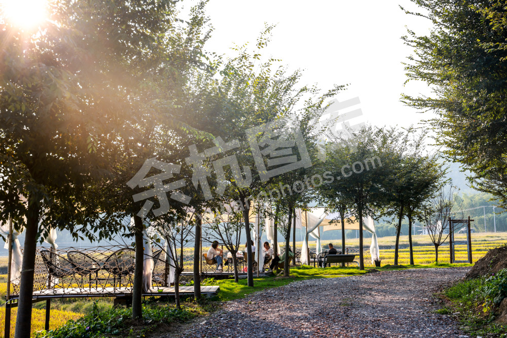 奇鹤村田间有座岛