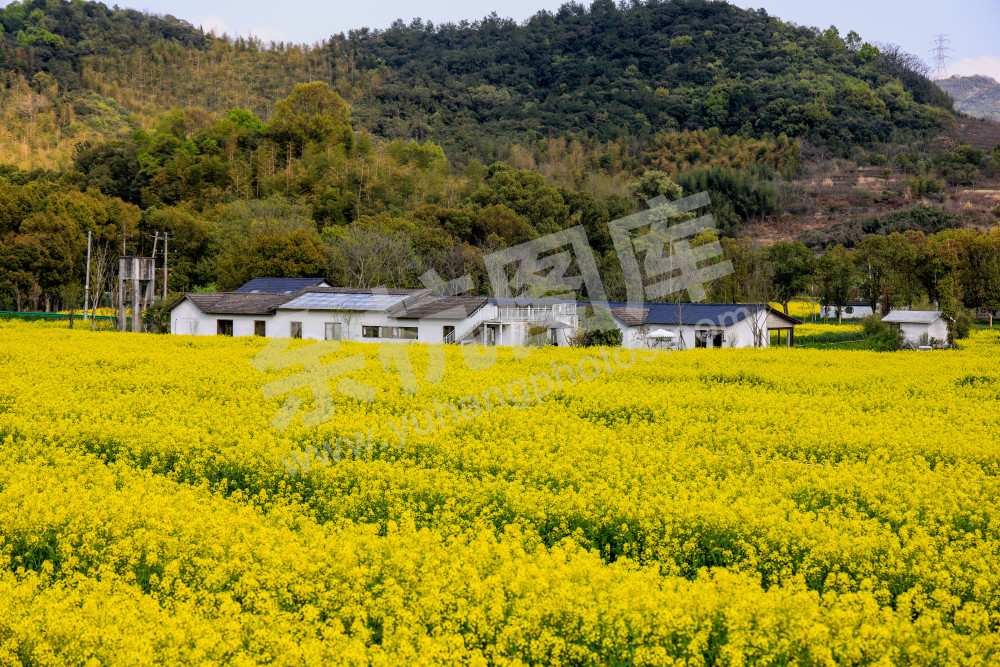 奇鹤村油菜花