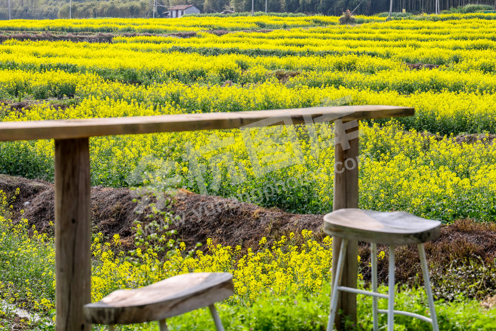 奇鹤村油菜花