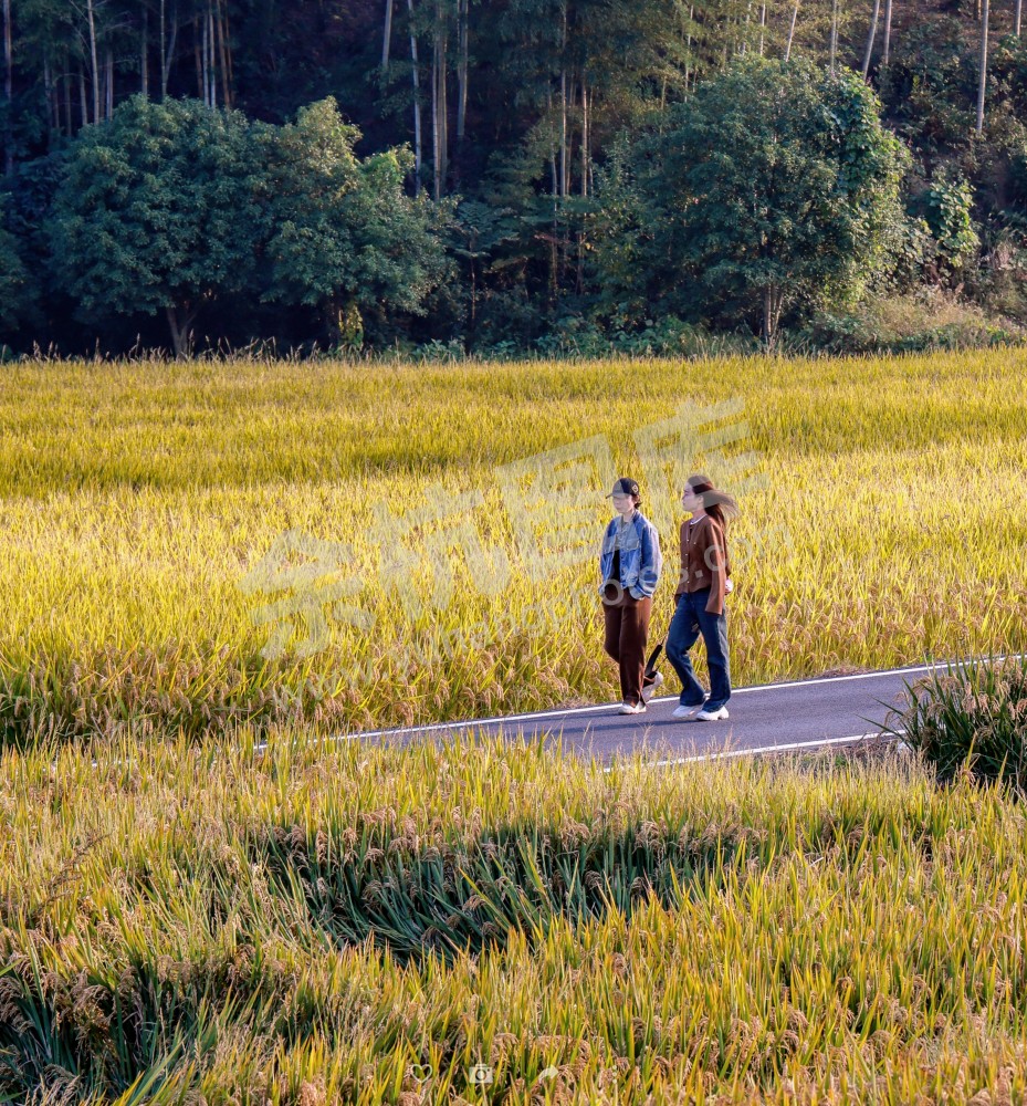 奇鹤村田间有座岛
