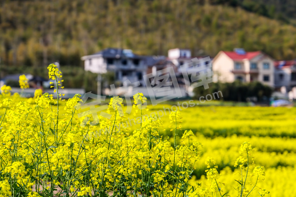 奇鹤村油菜花