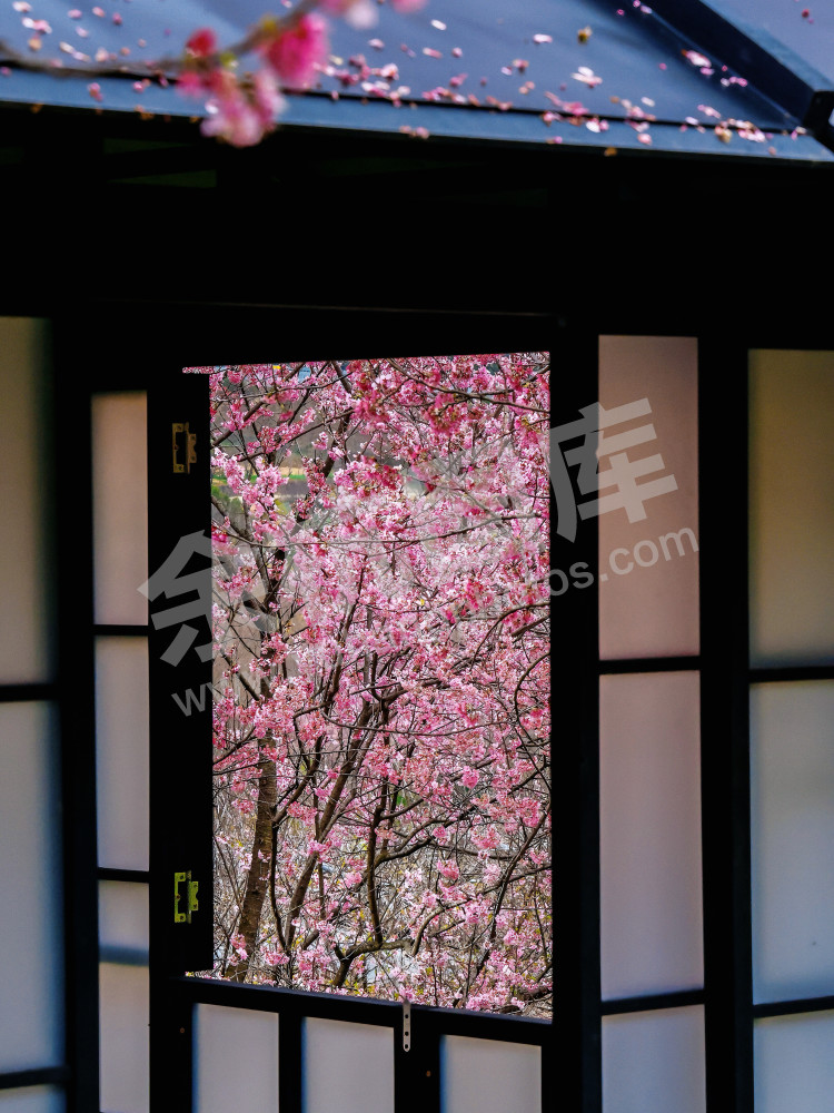 樱花园