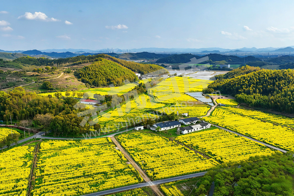 奇鹤村油菜花