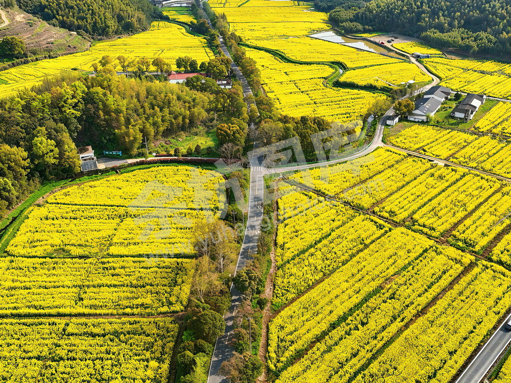 奇鹤村油菜花