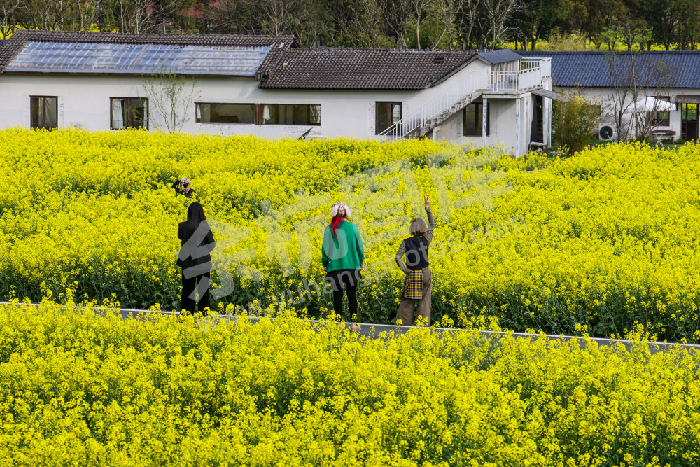奇鹤村油菜花