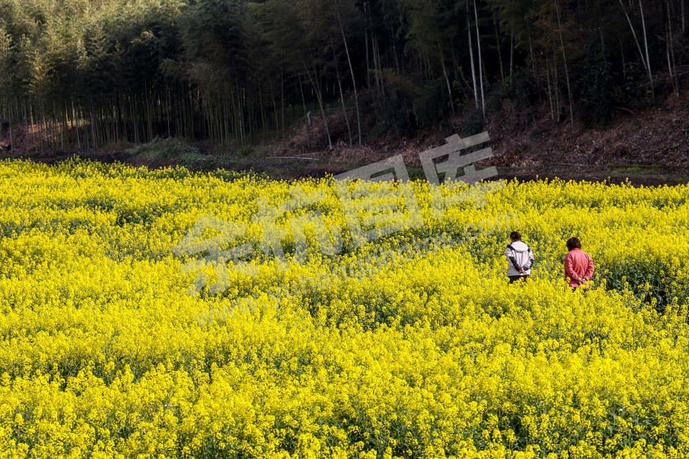 奇鹤村油菜花