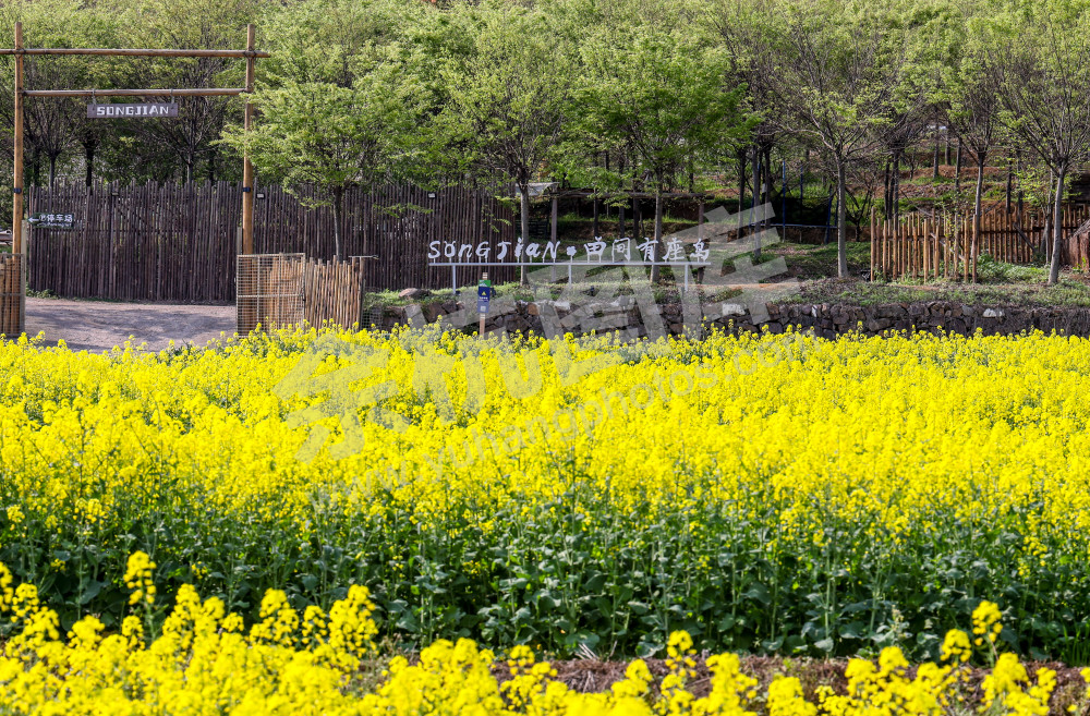 奇鹤村油菜花