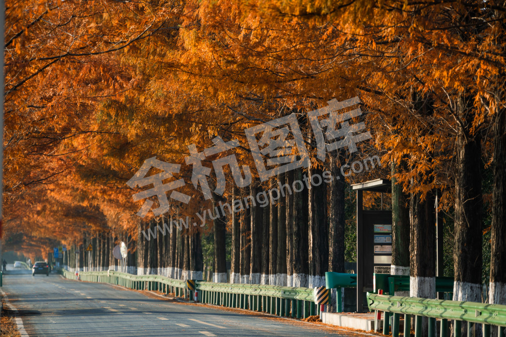 舟青线水杉