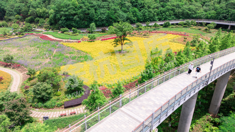 凤凰山公园花海
