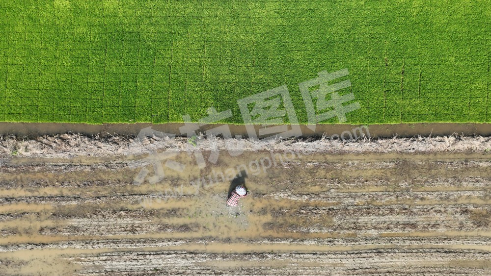 禹上稻乡插秧
