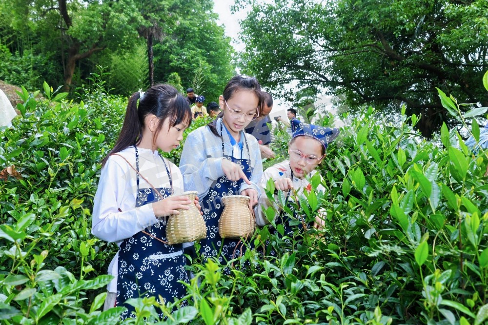 竹园村采茶研学