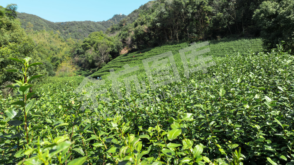 竹园村茶山